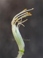  Stamens and Pistil